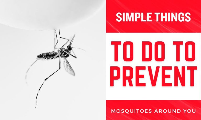 Simple Things To Do To Prevent Mosquitoes Around You